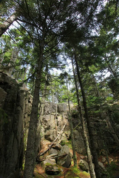 Trilho Mal Península Escolar Parque Nacional Acadia Maine — Fotografia de Stock