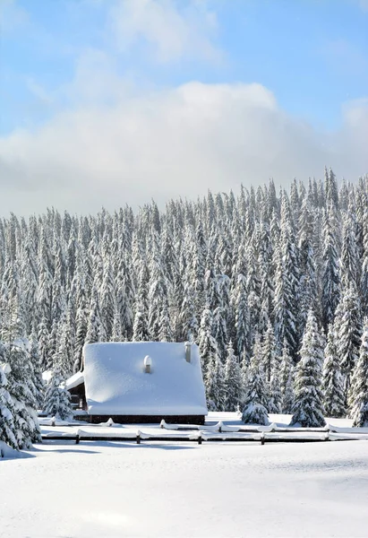 Praid Rumänien Dec 2019 Vinterlandskap Med Stuga Nära Tallar Täckta — Stockfoto