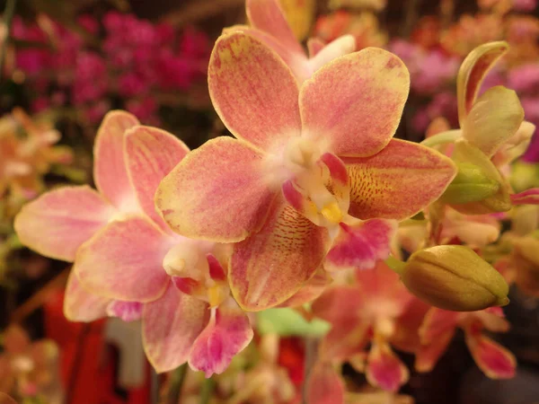 Крупный План Цветущих Цветов Орхидеи Зелени — стоковое фото