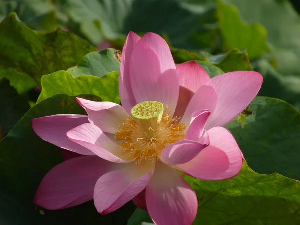 Eine Nahaufnahme Einer Blühenden Lotusblume Grünen — Stockfoto