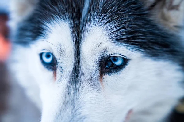 Primer Plano Los Ojos Azules Perro Husky — Foto de Stock