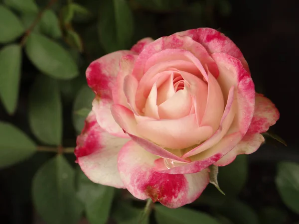 Eine Nahaufnahme Blühender Rosen Grünen — Stockfoto