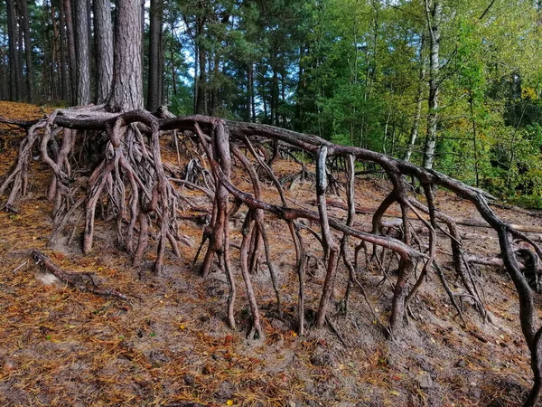 Ένα Κοντινό Πλάνο Από Ρίζες Δέντρων Στο Stilo Πολωνία — Φωτογραφία Αρχείου