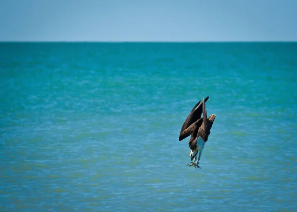 Osprey Diving Fish Gulf Mexico Honeymoon Island State Park Florida — Stockfoto