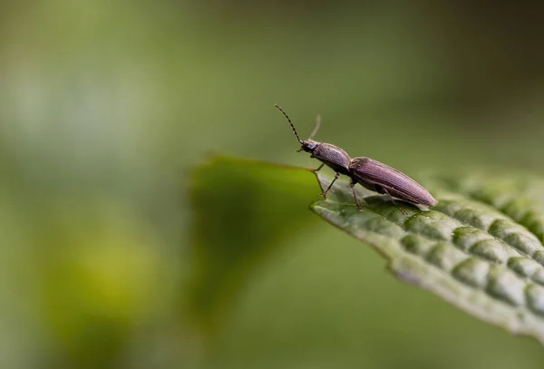 Macro Shot Insect Green Leaf Blurred Background — Stock Photo, Image