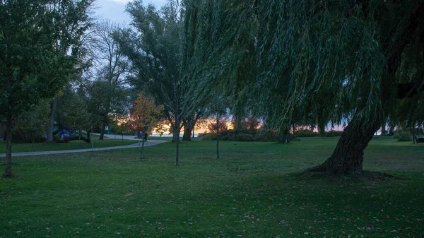 Siluett Skott Gråt Pilträd Odlas Park Solnedgång Himmel Bakgrund — Stockfoto