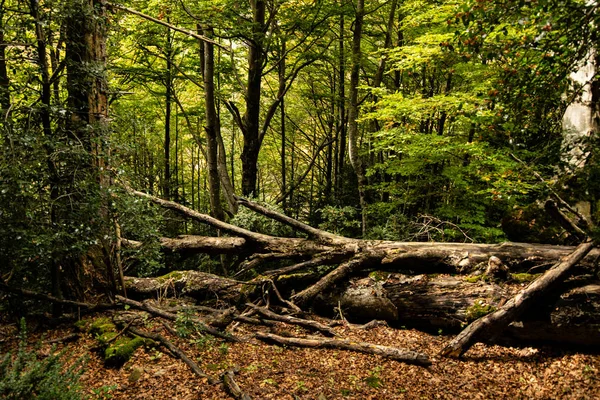 Primer Plano Árboles Crecimiento Bosque Durante Día — Foto de Stock