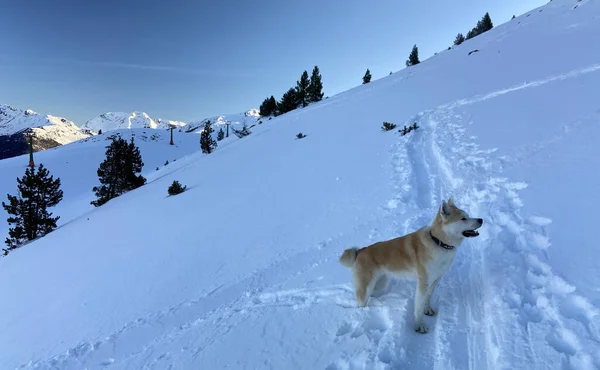 Njuter Fjällen Och Snön Med Gott Sällskap Pyrenéerna Med Första — Stockfoto