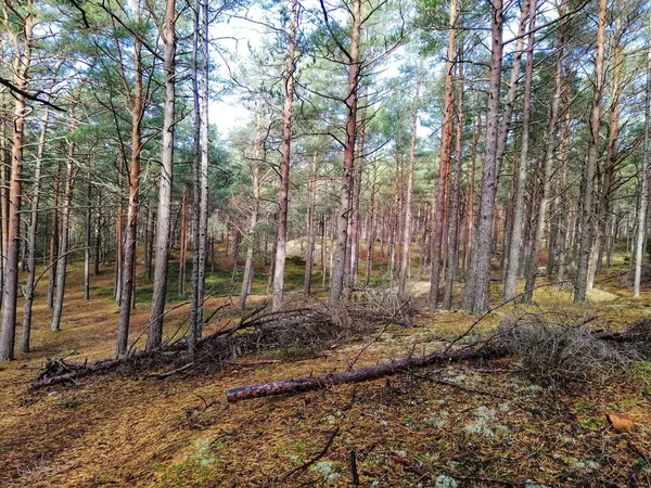 Krásný Záběr Smrkového Lesa Stilo Polsko — Stock fotografie