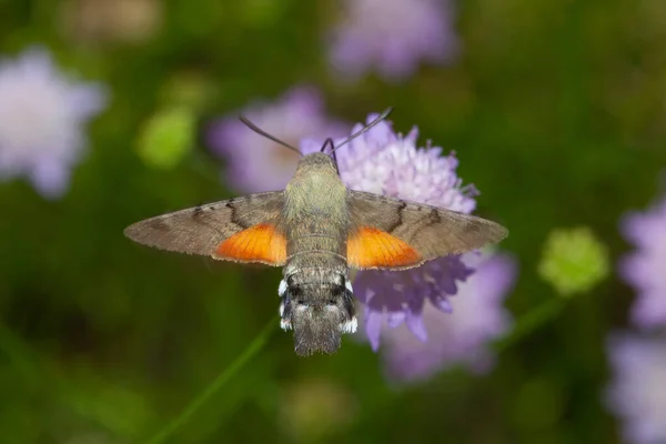 Tiro Macro Impressionante Inseto Voador Hummingbird Hawk Traça Coletando Néctar — Fotografia de Stock