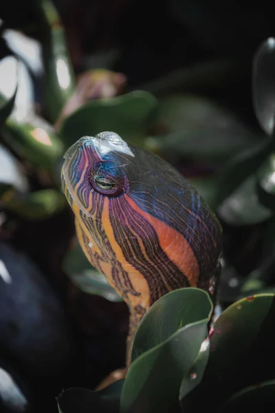 Gros Plan Une Tête Tortue Traversant Feuillage Mexique — Photo