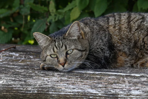 Bedårande Grå Katt Liggande Gammal Träbänk — Stockfoto