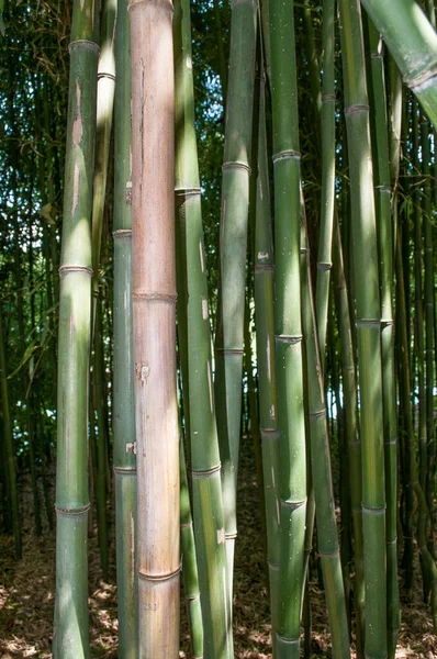 Vertikal Bild Gröna Bambu Grenar — Stockfoto