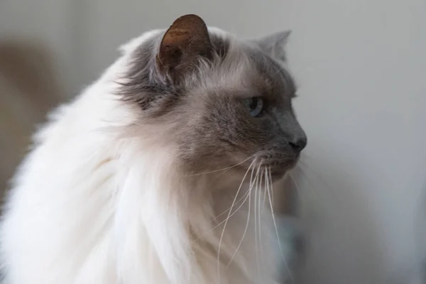 Eine Flache Fokusaufnahme Einer Entzückenden Hauskatze Der Birmanischen Rasse — Stockfoto