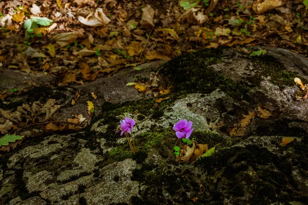 Flores Ciclame Roxo Chão Cobertas Folhas Secas Outono Sob Luz — Fotografia de Stock