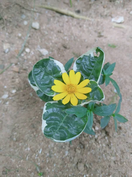 Eine Vertikale Draufsicht Aufnahme Einer Gelben Blume Die Einem Garten — Stockfoto