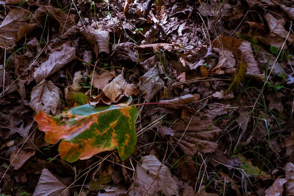 Una Toma Alto Ángulo Hojas Secas Suelo Otoño Ideal Para —  Fotos de Stock