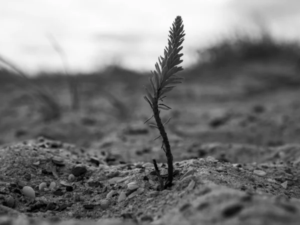 Une Image Gros Plan Noir Blanc Une Tige Poussant Sol — Photo