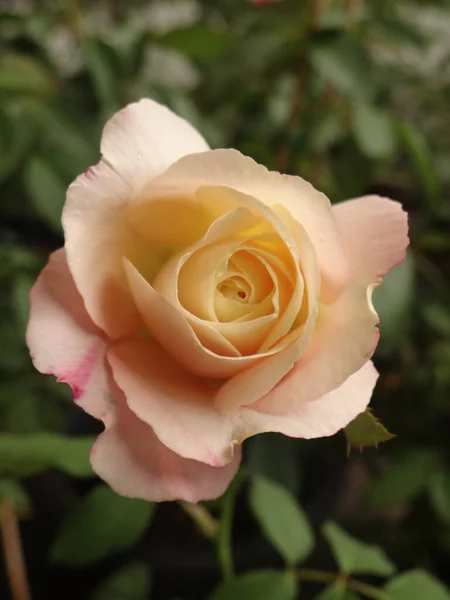 Plano Vertical Rosas Florecientes Vegetación — Foto de Stock