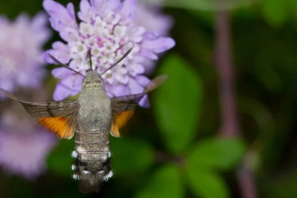 Uçan Bir Sinekkuşu Şahin Güve Böceğinin Vahşi Bir Çiçekte Nektar — Stok fotoğraf