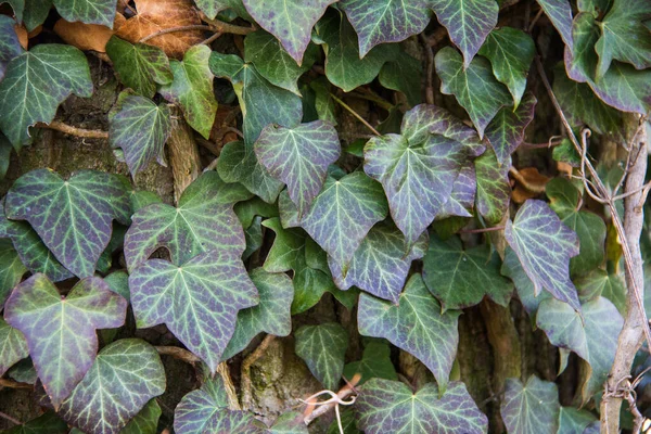 자라는 아름다운 아이비 식물의 — 스톡 사진
