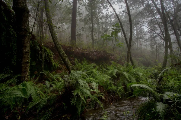 Une Belle Vue Sur Une Forêt Lac Par Une Sombre — Photo