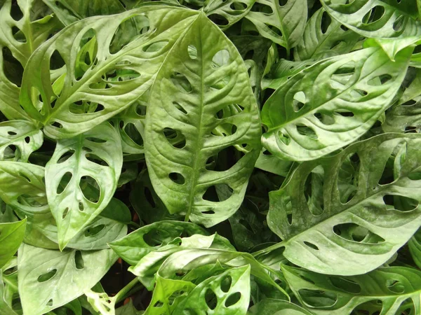 Primer Plano Las Plantas Crecimiento Vegetación Perfecto Para Fondo — Foto de Stock