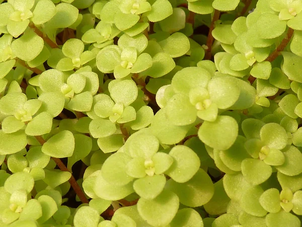 Närbild Skott Växande Växter Grönska Perfekt För Bakgrund — Stockfoto