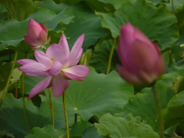 Zbliżenie Ujęcia Kwitnącego Kwiatu Lotosu Zieleni — Zdjęcie stockowe