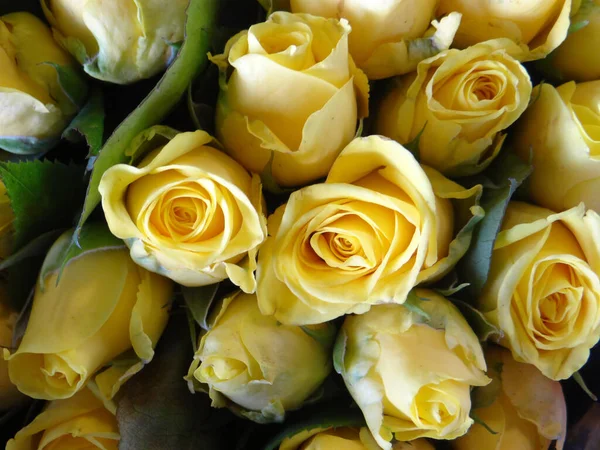 Close Belas Rosas Amarelas — Fotografia de Stock