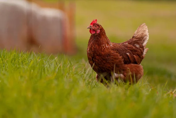 一只小鸡在田野中央散步的特写镜头 — 图库照片