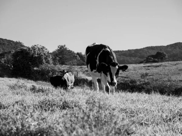 Una Foto Bianco Nero Due Mucche Mezzo Campo — Foto Stock