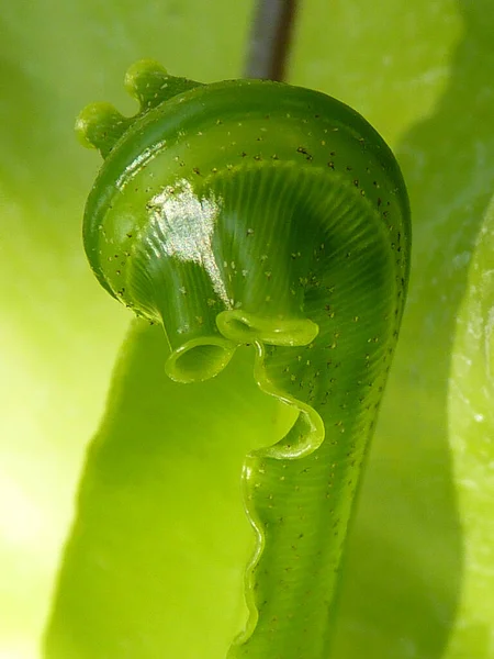 Colpo Verticale Una Felce Nido — Foto Stock