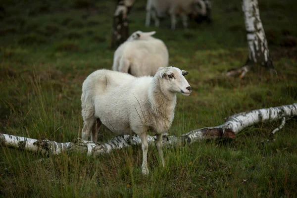 Ovce Stojící Nad Spadlou Břízou Blatech Dívající Strany — Stock fotografie