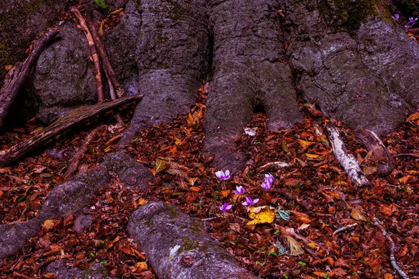 紫色的环形山花在地上 上面覆盖着干枯的叶子 — 图库照片