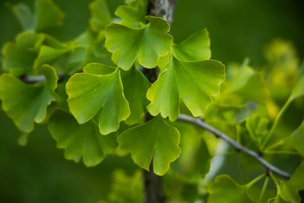 Bulanık Bir Arkaplanda Yeşil Ginkgo Biloba Yapraklarının Yumuşak Odağı — Stok fotoğraf