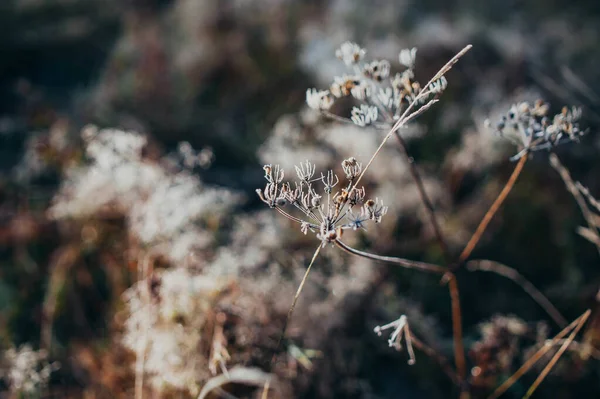 Селективный Снимок Замерзшего Цветка Лесу — стоковое фото