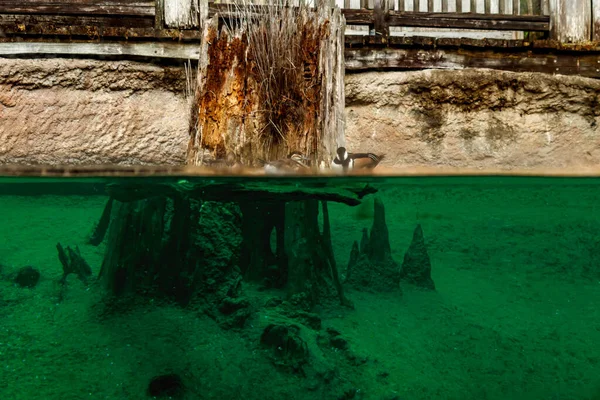 Shot directly on the water line at the Manatee enclosure at Zoo Tampa (Lowry park).