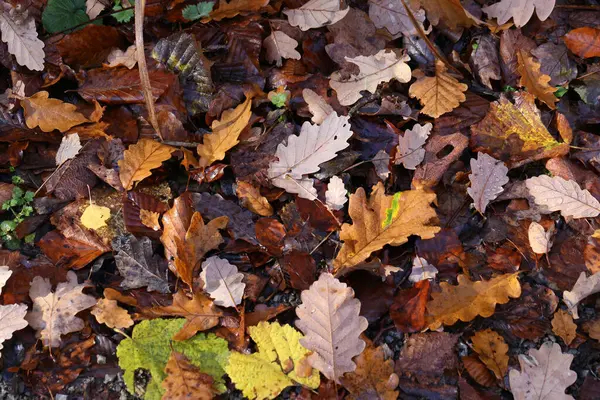 Ein Blick Von Oben Auf Herabgefallene Herbstblätter Boden — Stockfoto