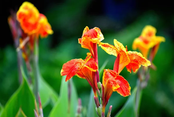 Exótica Canna Lily Florece Jardín — Foto de Stock