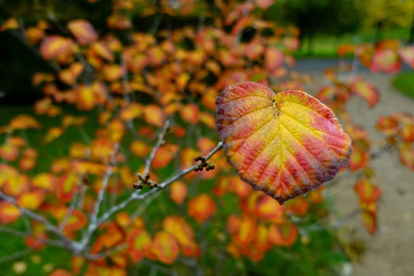 Zbliżenie Ujęcie Żółtego Czerwonego Listka Wiszącego Gałęzi Autumn — Zdjęcie stockowe