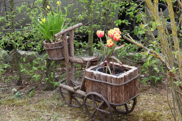 Uma Decoração Jardim Com Tulipas Pote Forma Carrinho Madeira — Fotografia de Stock