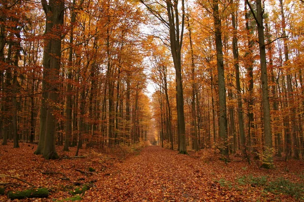 Uno Scatto Ipnotizzante Paesaggio Autunnale Con Alberi Alti — Foto Stock