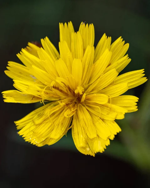 Sebuah Gambar Close Vertikal Dari Sebuah Dandelion Kuning Yang Indah — Stok Foto