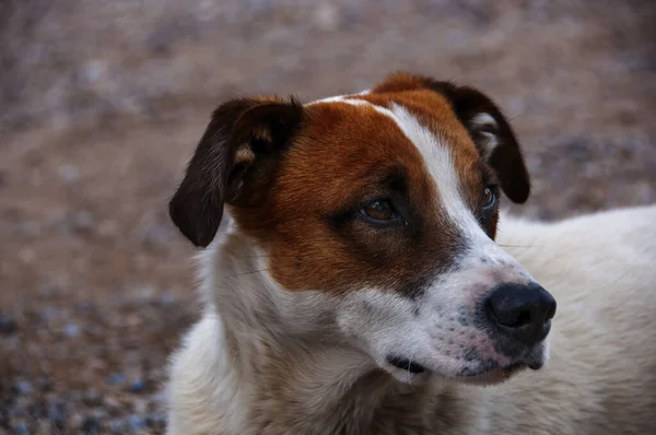Zbliżenie Uważnego Psa Russella Terriera — Zdjęcie stockowe
