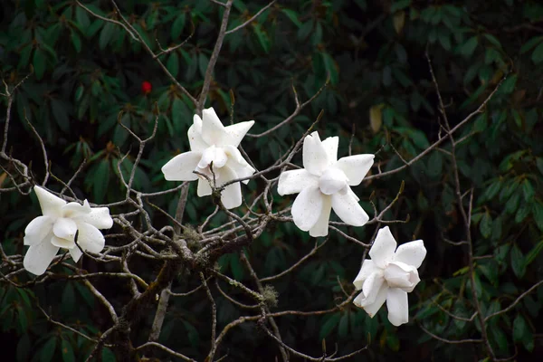Vita Blommande Blommor Trädgård — Stockfoto