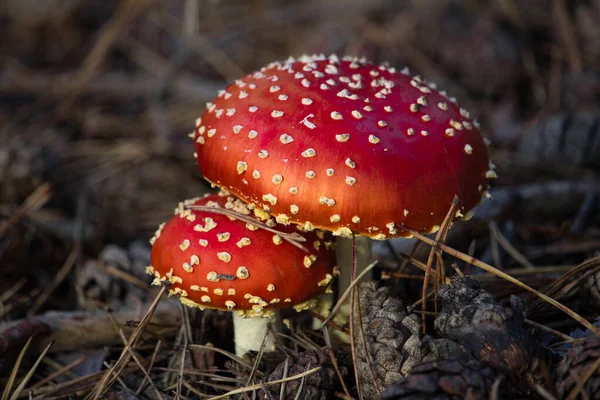 Amanita Muscaria Nın Seçici Odak Noktası Genellikle Sonbahar Ormanlarındaki Sinek — Stok fotoğraf