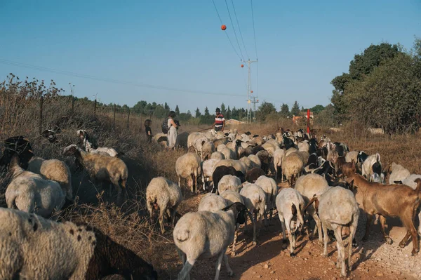 Bar Giyora Israel Sierpnia 2020 Stado Owiec Kierowane Przez Pasterza — Zdjęcie stockowe