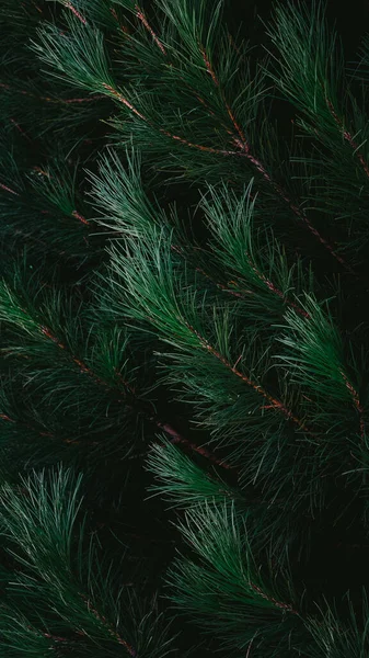 Vertical Shot Pine Needles Tree — Stock Photo, Image