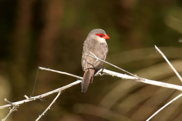Tiro Foco Seletivo Pequeno Pássaro Poleiro Com Bico Vermelho Galho — Fotografia de Stock